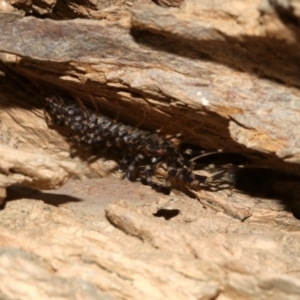 Scutigeridae (family) at Rosedale, NSW - 11 Jul 2019