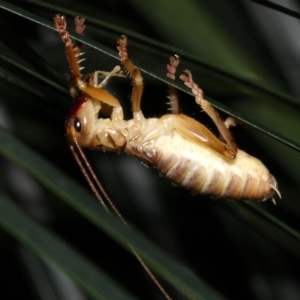 Gryllacrididae (family) at Rosedale, NSW - 6 Jul 2019 10:14 PM