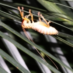 Gryllacrididae (family) at Rosedale, NSW - 6 Jul 2019 10:14 PM