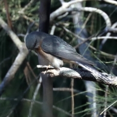 Cacomantis flabelliformis at Rosedale, NSW - 14 Jul 2019 11:23 AM