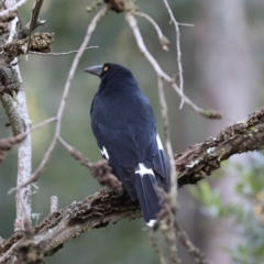 Strepera graculina (Pied Currawong) at Broulee Moruya Nature Observation Area - 7 Jul 2019 by jb2602