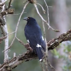 Strepera graculina (Pied Currawong) at Broulee, NSW - 7 Jul 2019 by jbromilow50