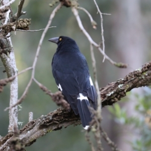 Strepera graculina at Broulee, NSW - 7 Jul 2019