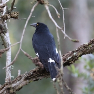 Strepera graculina at Broulee, NSW - 7 Jul 2019 10:04 AM