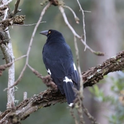 Strepera graculina (Pied Currawong) at Broulee, NSW - 7 Jul 2019 by jb2602