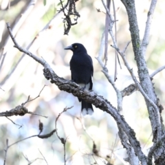 Strepera graculina at Broulee, NSW - 7 Jul 2019 10:04 AM