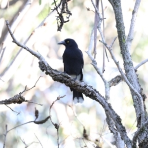 Strepera graculina at Broulee, NSW - 7 Jul 2019