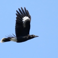 Strepera graculina (Pied Currawong) at Tomakin, NSW - 9 Jul 2019 by jbromilow50