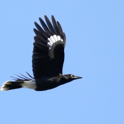 Strepera graculina (Pied Currawong) at Tomakin, NSW - 9 Jul 2019 by jb2602