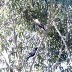 Haliastur sphenurus (Whistling Kite) at Tomakin, NSW - 9 Jul 2019 by jbromilow50