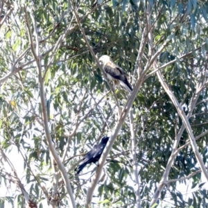 Haliastur sphenurus at Tomakin, NSW - 9 Jul 2019