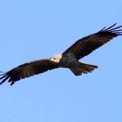 Haliastur sphenurus at Tomakin, NSW - 9 Jul 2019 01:44 PM