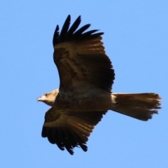 Haliastur sphenurus at Tomakin, NSW - 9 Jul 2019 01:44 PM