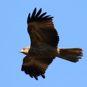 Haliastur sphenurus at Tomakin, NSW - 9 Jul 2019 01:44 PM