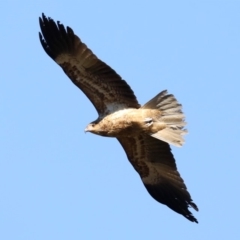 Haliastur sphenurus at Tomakin, NSW - 9 Jul 2019