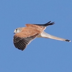 Falco cenchroides (Nankeen Kestrel) at Rosedale, NSW - 7 Jul 2019 by jbromilow50