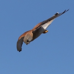 Falco cenchroides at Rosedale, NSW - 7 Jul 2019