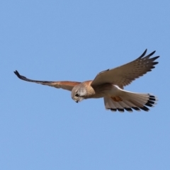 Falco cenchroides at Rosedale, NSW - 7 Jul 2019