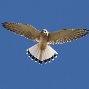 Falco cenchroides at Rosedale, NSW - 7 Jul 2019