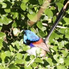 Malurus lamberti (Variegated Fairywren) at Tomakin, NSW - 10 Jul 2019 by jb2602