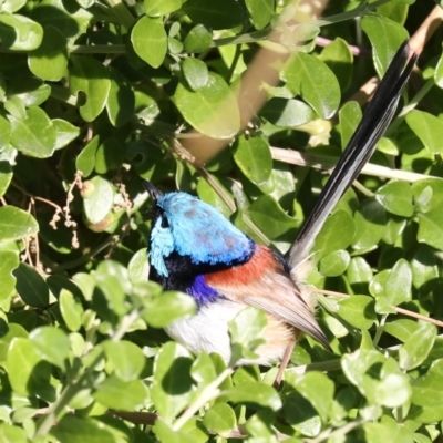 Malurus lamberti (Variegated Fairywren) at Tomakin, NSW - 10 Jul 2019 by jb2602