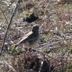 Anthus australis (Australian Pipit) at Kama - 16 Jul 2019 by Kurt