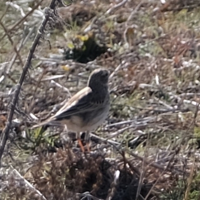 Anthus australis (Australian Pipit) at Kama - 16 Jul 2019 by Kurt