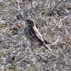 Anthus australis at Molonglo River Reserve - 16 Jul 2019 01:34 PM