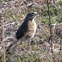 Anthus australis at Molonglo River Reserve - 16 Jul 2019 01:34 PM