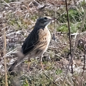 Anthus australis at Molonglo River Reserve - 16 Jul 2019