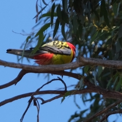 Platycercus eximius (Eastern Rosella) at Molonglo River Reserve - 16 Jul 2019 by Kurt