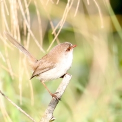 Malurus cyaneus (Superb Fairywren) at Tomakin, NSW - 10 Jul 2019 by jbromilow50