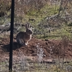 Oryctolagus cuniculus (European Rabbit) at Kama - 16 Jul 2019 by Kurt