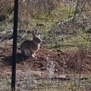 Oryctolagus cuniculus at Molonglo River Reserve - 16 Jul 2019