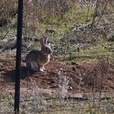 Oryctolagus cuniculus (European Rabbit) at Molonglo River Reserve - 16 Jul 2019 by Kurt