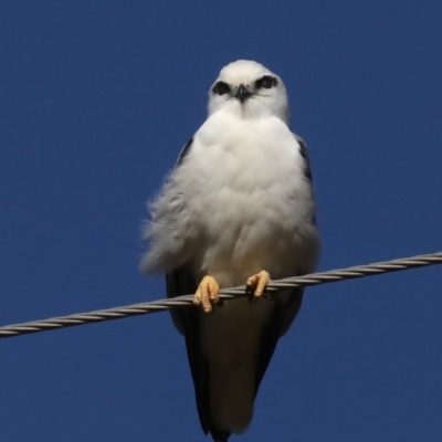 Elanus axillaris (Black-shouldered Kite) at Moruya, NSW - 11 Jul 2019 by jbromilow50