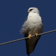 Elanus axillaris at Moruya, NSW - 11 Jul 2019 12:45 PM