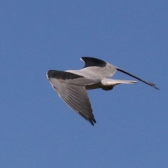 Elanus axillaris at Moruya, NSW - 11 Jul 2019 12:45 PM