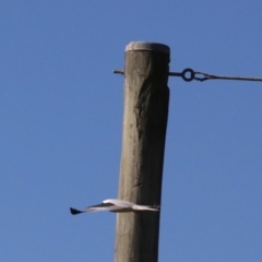 Elanus axillaris at Moruya, NSW - 11 Jul 2019 12:45 PM