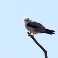 Elanus axillaris at Moruya, NSW - 11 Jul 2019 12:45 PM