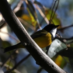 Pachycephala pectoralis (Golden Whistler) at Broulee Moruya Nature Observation Area - 13 Jul 2019 by jb2602