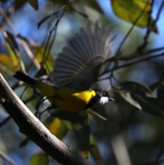 Pachycephala pectoralis at Broulee, NSW - 13 Jul 2019 12:16 PM