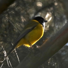 Pachycephala pectoralis at Broulee, NSW - 13 Jul 2019 12:16 PM