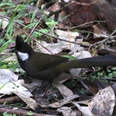 Psophodes olivaceus (Eastern Whipbird) at Rosedale, NSW - 8 Jul 2019 by jb2602