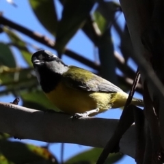 Falcunculus frontatus (Eastern Shrike-tit) at Broulee Moruya Nature Observation Area - 13 Jul 2019 by jb2602