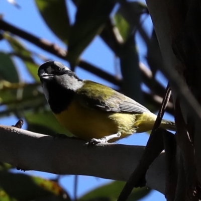 Falcunculus frontatus (Eastern Shrike-tit) at Broulee Moruya Nature Observation Area - 13 Jul 2019 by jb2602