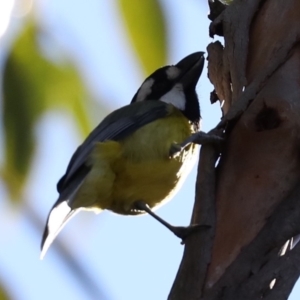 Falcunculus frontatus at Broulee, NSW - 13 Jul 2019
