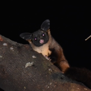 Petaurus australis australis at Wonboyn, NSW - suppressed