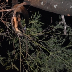 Petaurus australis australis at Wonboyn, NSW - suppressed