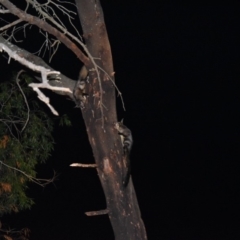 Petaurus australis australis at Wonboyn, NSW - suppressed